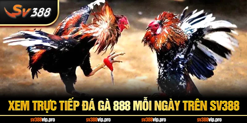 Xem trực tiếp đá gà 888 mỗi ngày trên SV388